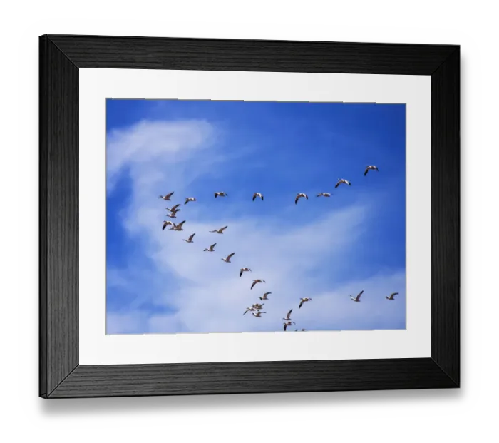 Framed Print : North America; USA; New Mexico; Bosque del Apache National Wildlife Refuge; Snow Geese Framed Print : North America; USA; New Mexico; Bosque del Apache National Wildlife Refuge; Snow Geese