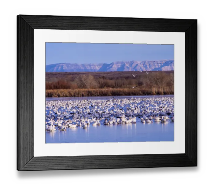Framed Print : North America; USA; New Mexico; Bosque del Apache National Wildlife Refuge; Snow Geese at dawn Framed Print : North America; USA; New Mexico; Bosque del Apache National Wildlife Refuge; Snow Geese at dawn