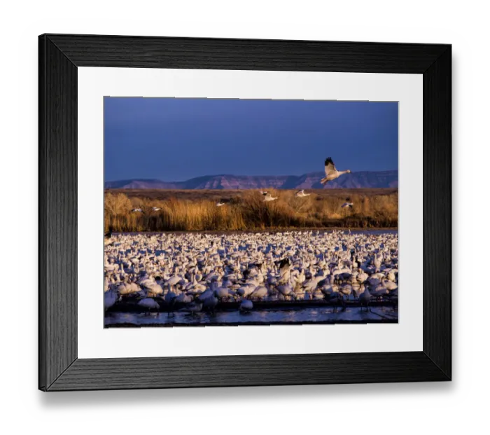 Framed Print : North America; USA; New Mexico; Bosque del Apache National Wildlife Refuge; Lesser Snow Geese (Chen C