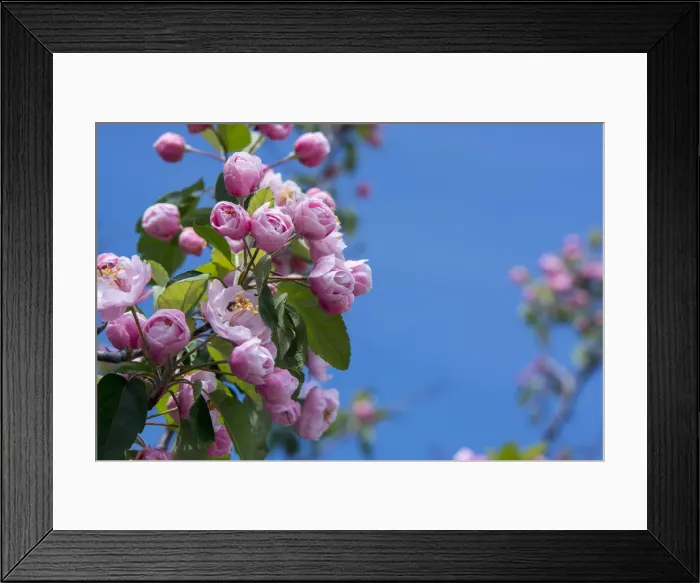 Framed Print : New York. Pink roses with blue sky