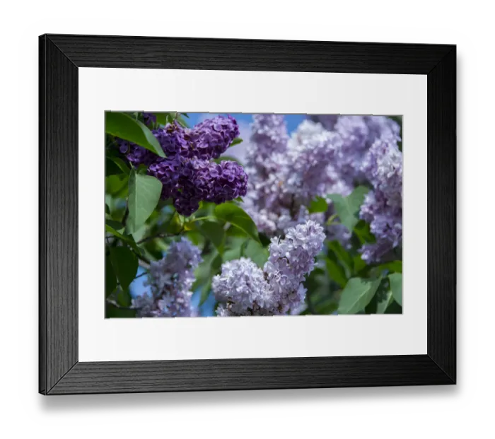 Framed Print : New York. Lilac flowers in bloom Framed Print : New York. Lilac flowers in bloom