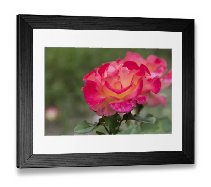 Framed Print : New York, Colorful rose Framed Print : New York, Colorful rose