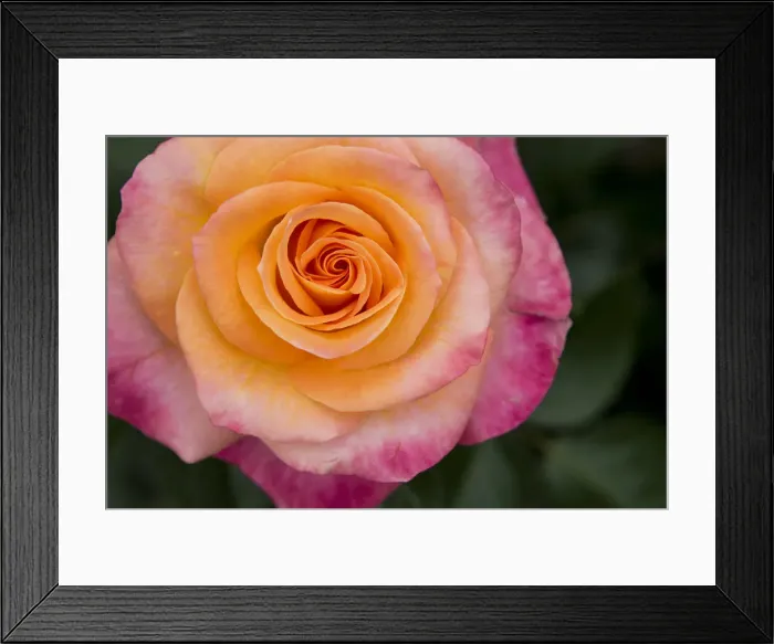 Framed Print : New York, Colorful pink and yellow rose Framed Print : New York, Colorful pink and yellow rose