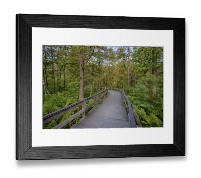 Framed Print : USA, New York State. The boardwalk that winds through the wetlands of Labrador Pond Framed Print : USA, New York State. The boardwalk that winds through the wetlands of Labrador Pond