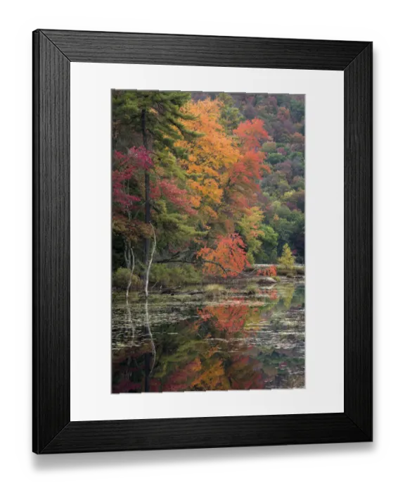 Framed Print : USA, New York State. Autumn trees reflected in Oxbow Lake Outlet, Adirondack Mountains Framed Print : USA, New York State. Autumn trees reflected in Oxbow Lake Outlet, Adirondack Mountains