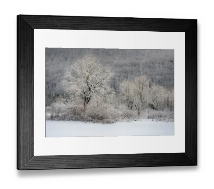 Framed Print : USA, New York State. Morning sunlight on snow covered trees, Labrador Hollow Unique Area Framed Print : USA, New York State. Morning sunlight on snow covered trees, Labrador Hollow Unique Area