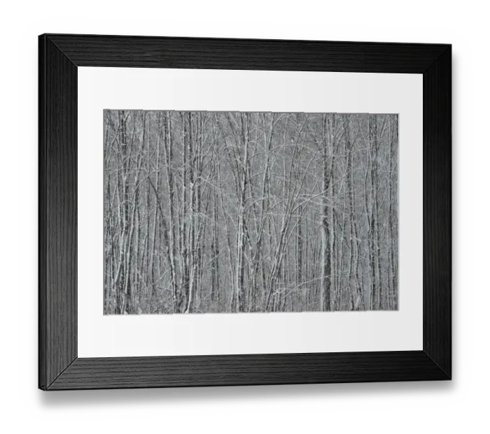 Framed Print : USA, New York State. Winter trees during a snowfall