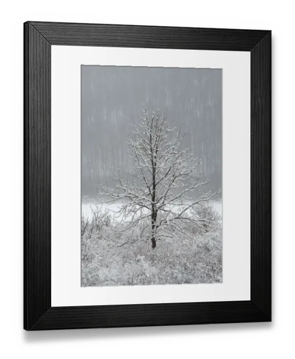Framed Print : USA, New York State. Lone winter tree