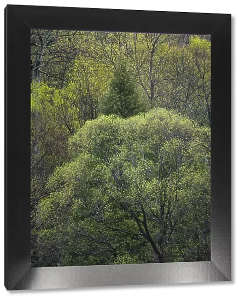 USA, New York State. Spring trees in bloom