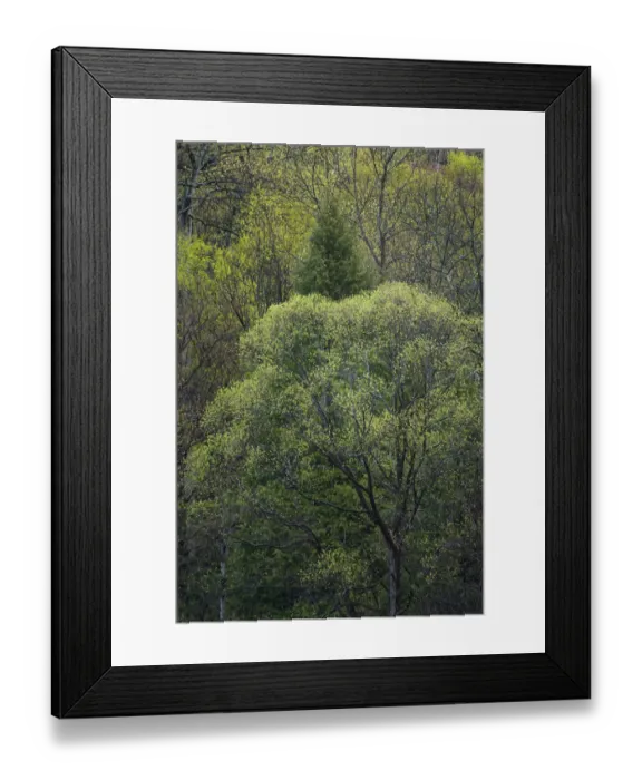 Framed Print : USA, New York State. Spring trees in bloom Framed Print : USA, New York State. Spring trees in bloom