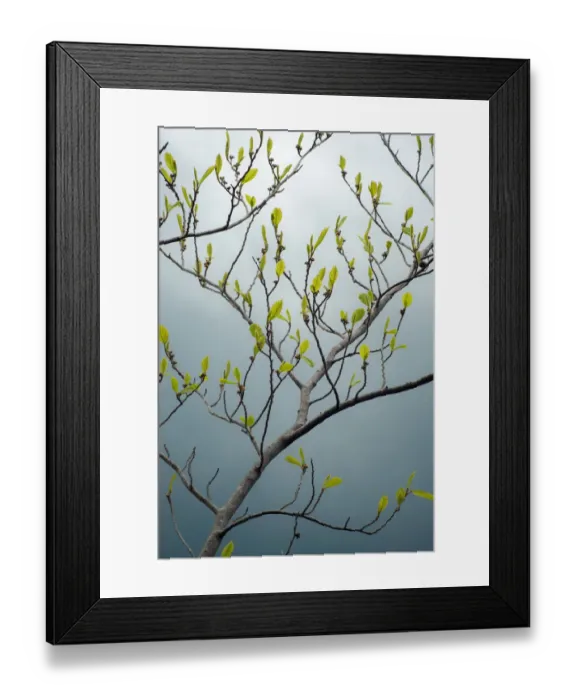 Framed Print : USA, New York State. Beech tree in spring