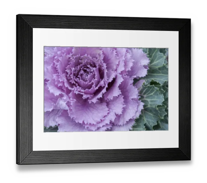Framed Print : Adirondack Region, New York, U. S. A. Cabbage flower Framed Print : Adirondack Region, New York, U. S. A. Cabbage flower