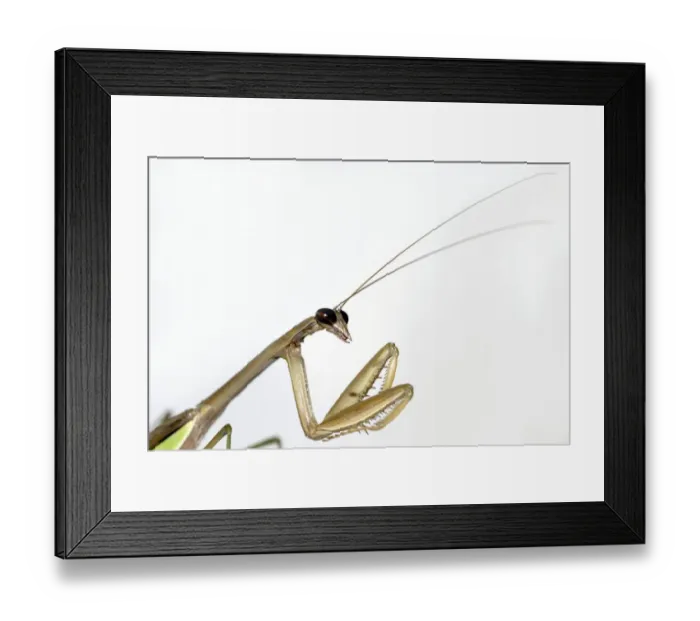 Framed Print : New York, U. S. A. Chinese Mantid