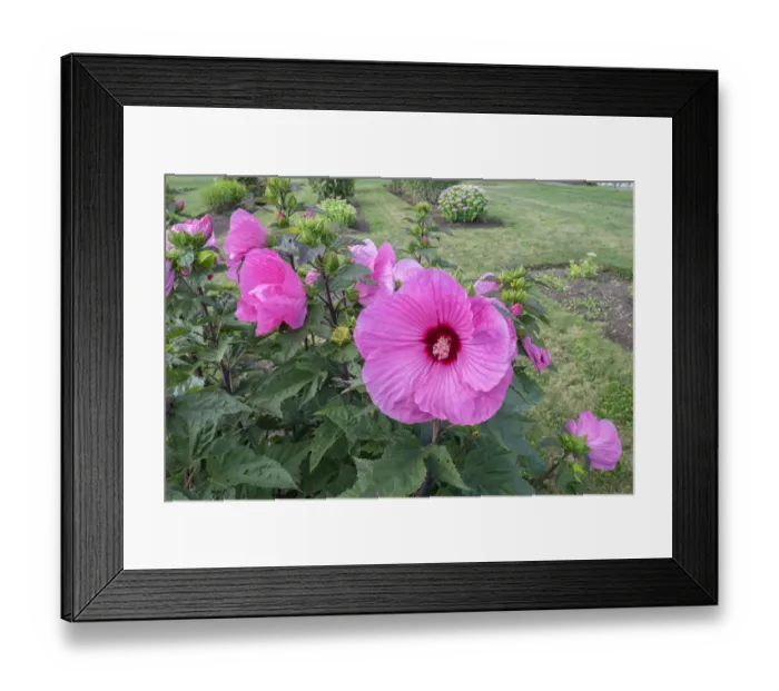 Framed Print : Garden at Anyelas Vineyard, Skaneateles, New York, USA Framed Print : Garden at Anyelas Vineyard, Skaneateles, New York, USA