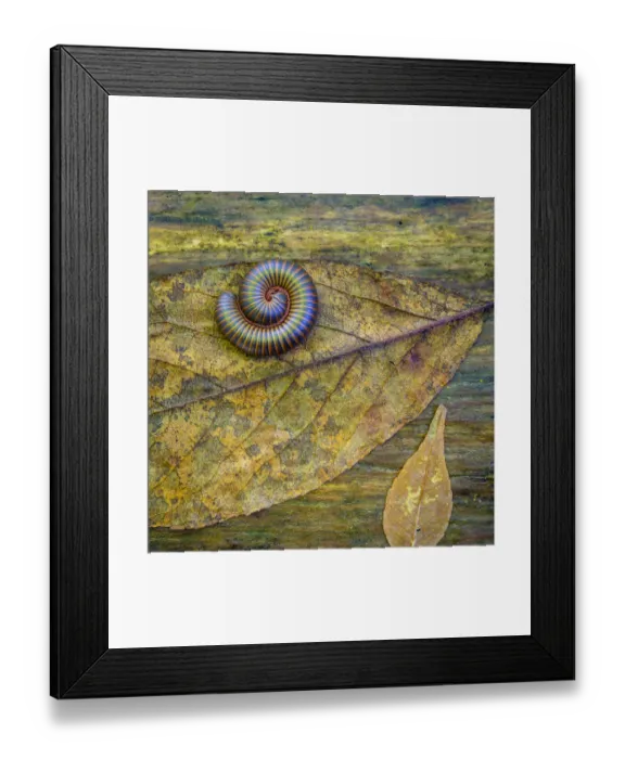 Framed Print : USA, North Carolina, Joyce Kilmer Memorial Forest. Centipede on a leaf. Credit as Framed Print : USA, North Carolina, Joyce Kilmer Memorial Forest. Centipede on a leaf. Credit as