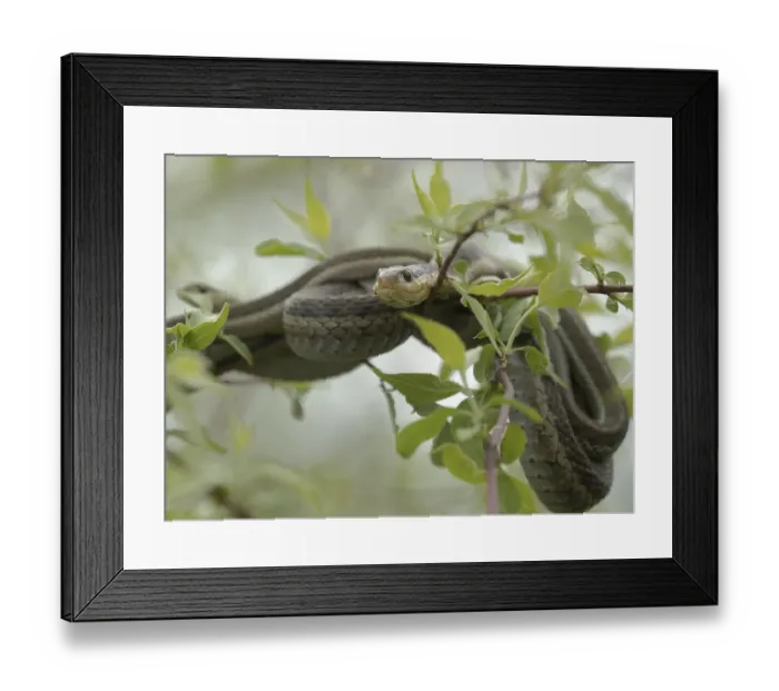Framed Print : Eastern Garter Snakes mating, Thamnophis sirtalis sirtalis, Ottawa NWR, Ohio Framed Print : Eastern Garter Snakes mating, Thamnophis sirtalis sirtalis, Ottawa NWR, Ohio