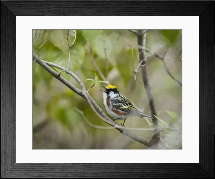 Framed Print : Chestnut-sided Warbler, Dendroica pensylvanica, Magee Marsh Wildlife Area, Oregon, Ohio Framed Print : Chestnut-sided Warbler, Dendroica pensylvanica, Magee Marsh Wildlife Area, Oregon, Ohio