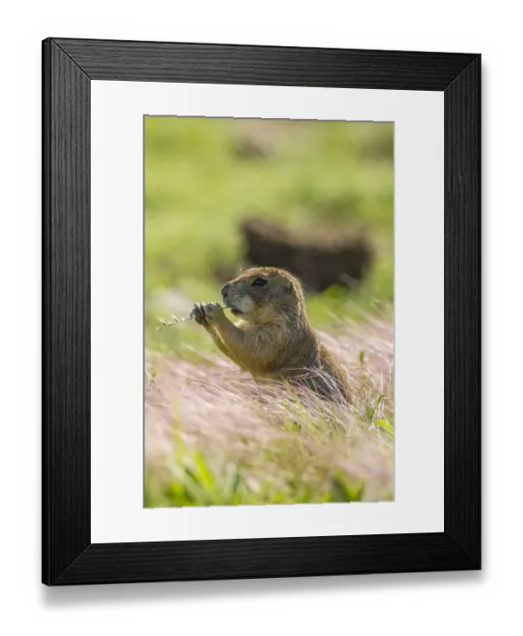 Framed Print : USA, Oklahoma, Wichita Mountains National Wildlife Refuge. Prairie dog eating. Credit as