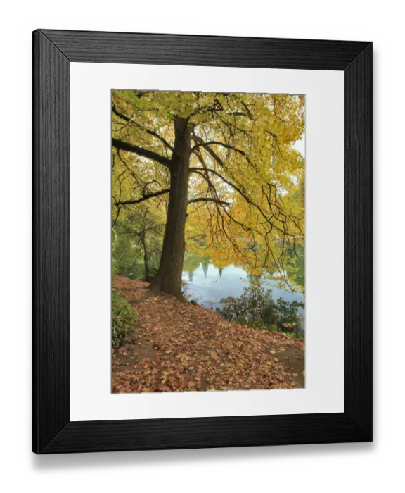 Framed Print : USA, Oregon, Portland. Pond at Laurelhurst Park Framed Print : USA, Oregon, Portland. Pond at Laurelhurst Park