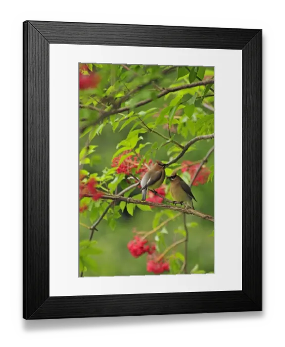 Framed Print : USA, Oregon, Portland. Cedar waxwing birds eating elderberries