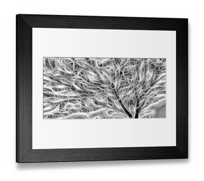 Framed Print : USA, Oregon. B&W abstract of sea fan. Credit as: Jean Carter  /  Jaynes Gallery  /  DanitaDelimont