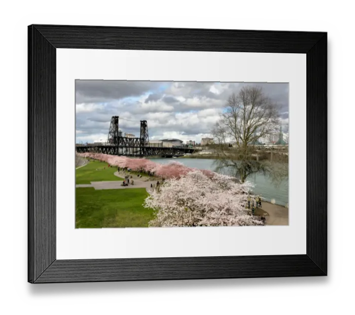 Framed Print : USA, Oregon, Portland. Cherry trees in bloom along Willamette River