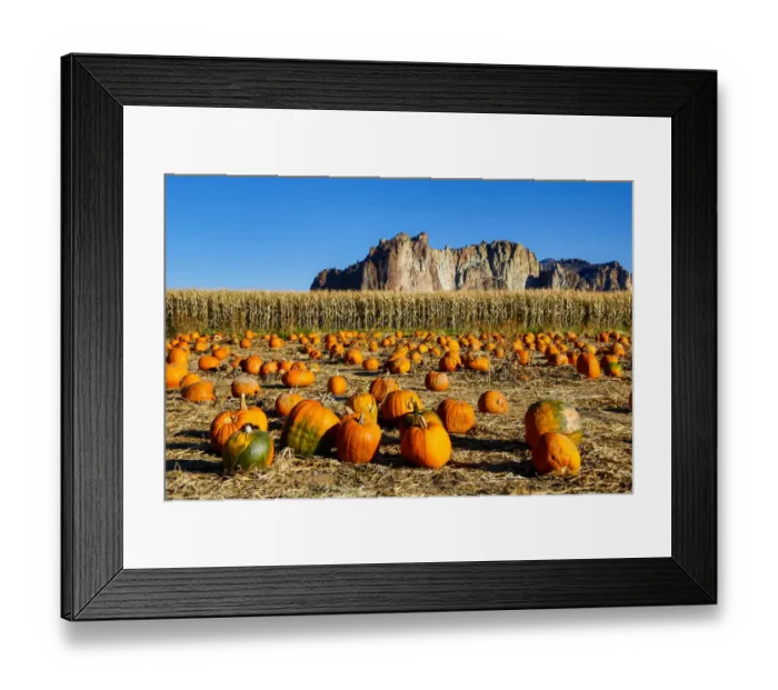Framed Print : United States, Oregon, Bend, Pumpkin Harvest