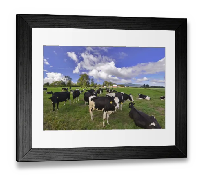 Framed Print : USA, Oregon, Tillamook County. Holstein cows in pasture