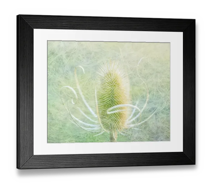 Framed Print : USA, Oregon, Malheur National Wildlife Refuge. Abstract of teasel plant. Credit as Framed Print : USA, Oregon, Malheur National Wildlife Refuge. Abstract of teasel plant. Credit as