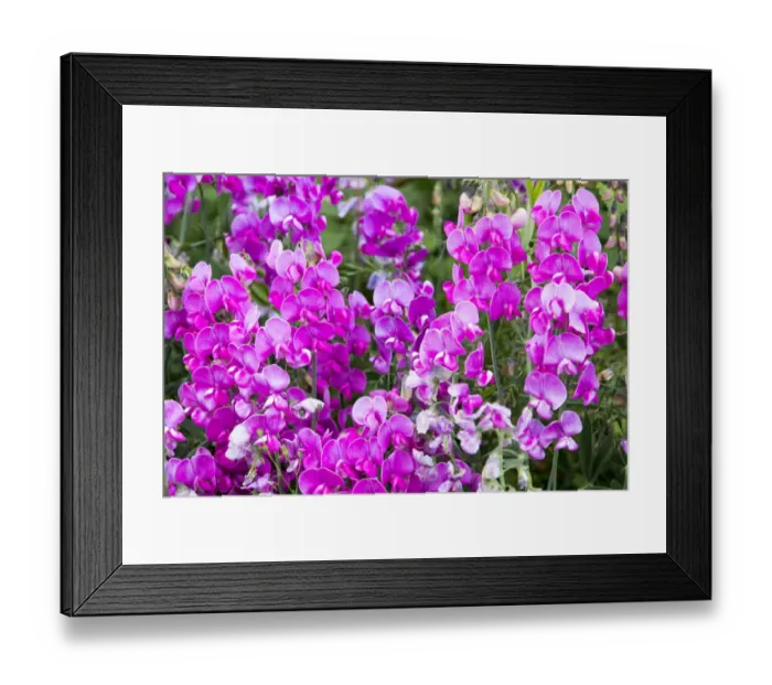 Framed Print : USA, Oregon, Lane County, Fall Creek. Oregon Wildflowers Framed Print : USA, Oregon, Lane County, Fall Creek. Oregon Wildflowers