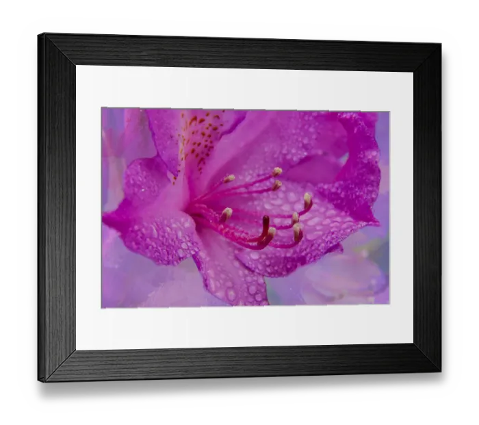 Framed Print : USA, Oregon, Cannon Beach, Flower Framed Print : USA, Oregon, Cannon Beach, Flower