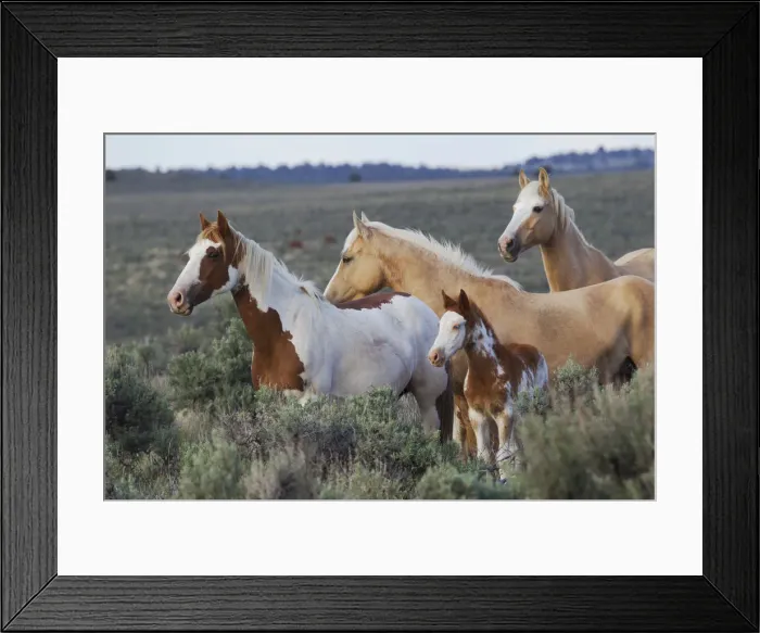 Framed Print : Wild Horses; Mustangs Framed Print : Wild Horses; Mustangs