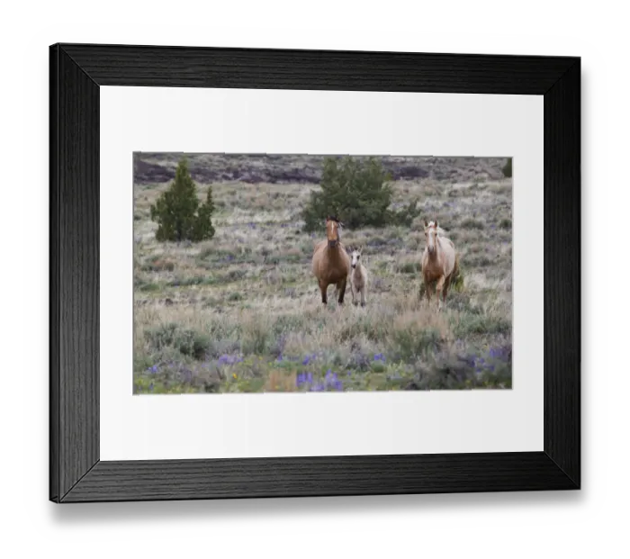 Framed Print : Wild Horses; Wild Mustangs Framed Print : Wild Horses; Wild Mustangs