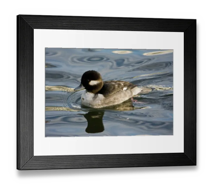Framed Print : Female Bufflehead, Dawson Creek Park, Hillsboro, Oregon, USA Framed Print : Female Bufflehead, Dawson Creek Park, Hillsboro, Oregon, USA
