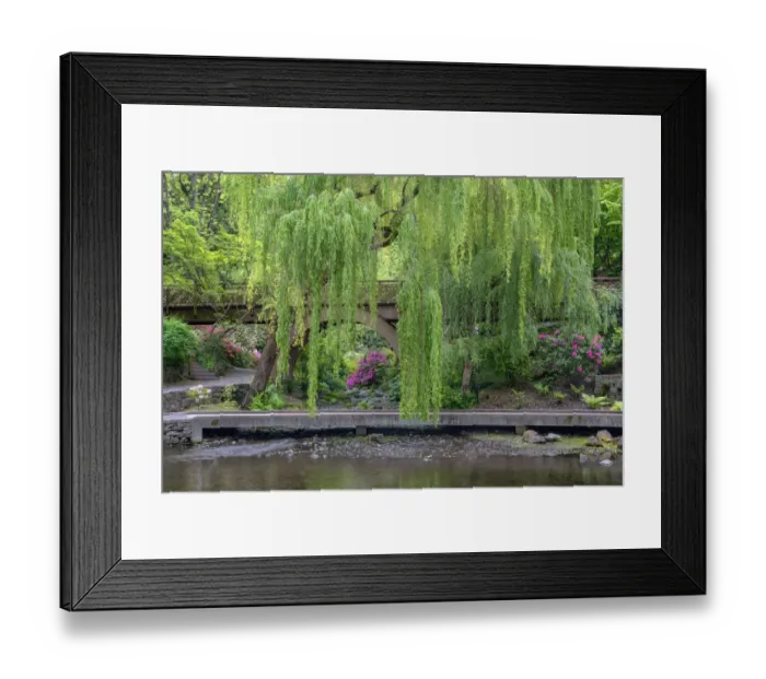 Framed Print : USA; Oregon; Portland; Crystal Springs Rhododendron Garden; Weeping willow above small creek Framed Print : USA; Oregon; Portland; Crystal Springs Rhododendron Garden; Weeping willow above small creek
