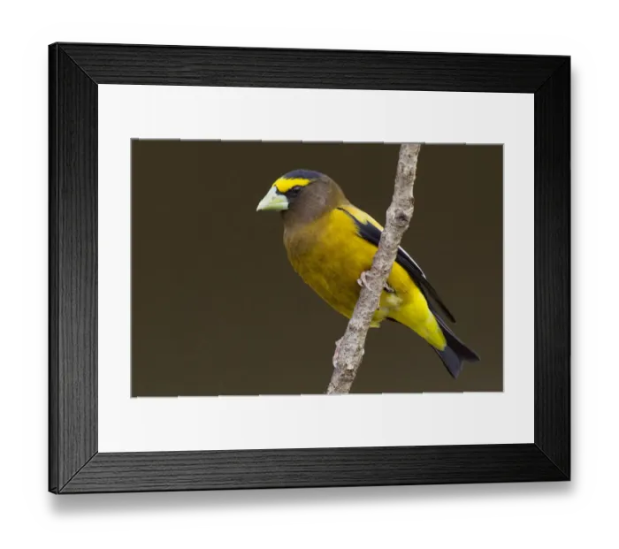 Framed Print : Evening Grosbeck