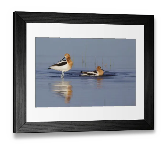 Framed Print : American Avocets Bathing Framed Print : American Avocets Bathing