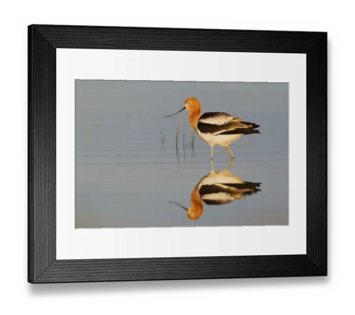 Framed Print : American Avocet at Dawn