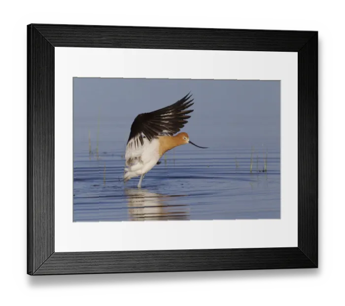 Framed Print : American Avocet; Dryng Wings Framed Print : American Avocet; Dryng Wings