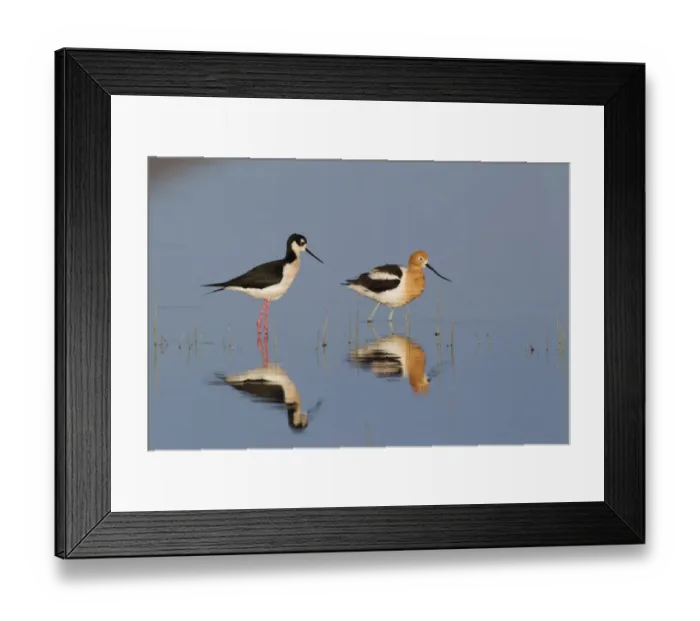 Framed Print : Black-necked Stilt & American Avocet Framed Print : Black-necked Stilt & American Avocet