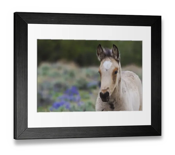 Framed Print : Wild Horse; young colt Framed Print : Wild Horse; young colt