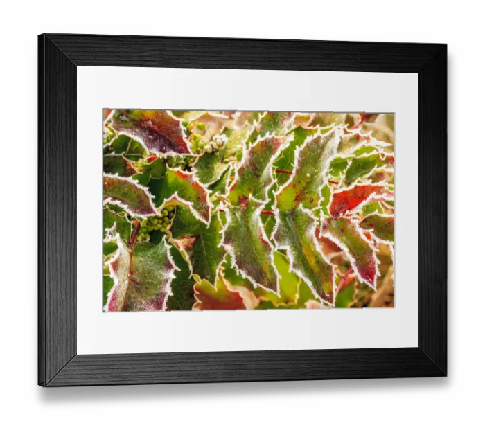 Framed Print : frost-covered Oregon Grape shrubs (Mahonia aquifolium) in Spring, Portland suburban area near Mt Framed Print : frost-covered Oregon Grape shrubs (Mahonia aquifolium) in Spring, Portland suburban area near Mt