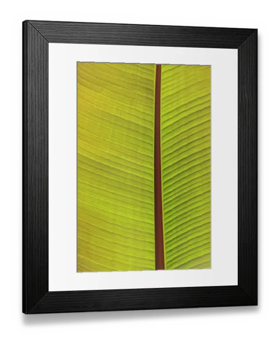 Framed Print : Close-up of the underside of a leaf. Portland, Oregon, USA Framed Print : Close-up of the underside of a leaf. Portland, Oregon, USA