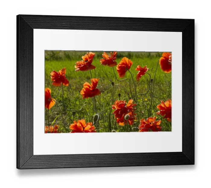 Framed Print : Lancaster County, Pannsylvania. Field of bright Poppies touched by sunlight Framed Print : Lancaster County, Pannsylvania. Field of bright Poppies touched by sunlight