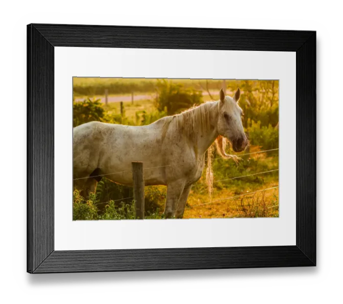 Framed Print : Lancaster County, Pennsylvania. Dappled horse catches mane on barbed wire Framed Print : Lancaster County, Pennsylvania. Dappled horse catches mane on barbed wire