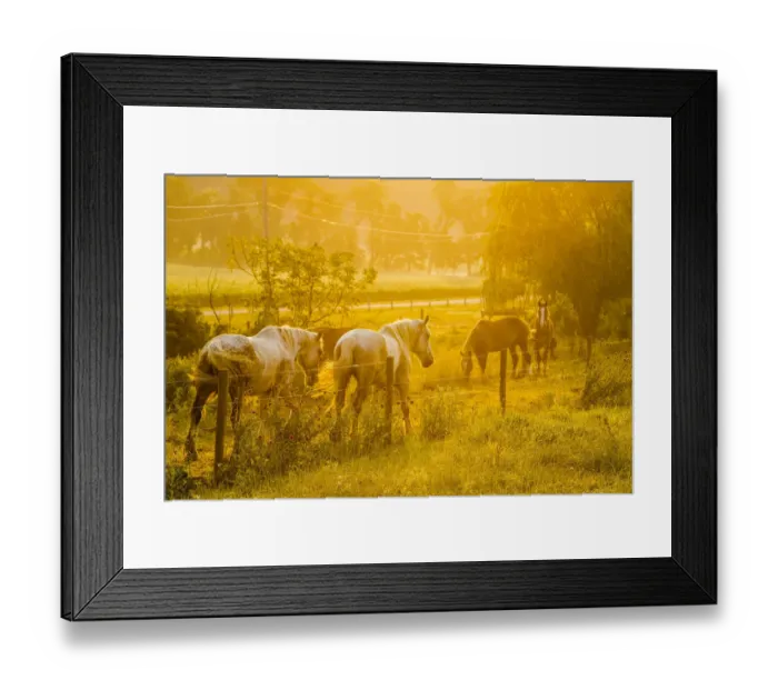 Framed Print : Lancaster County, Pennsylvania. Team of horses walk along a fence