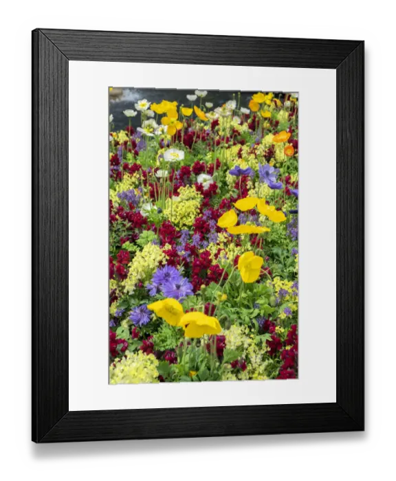 Framed Print : Longwood Gardens, Iceland Poppy, Kennett Square, Pennsylvania, USA