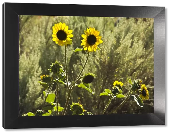 sunflowers, Painted Hills, Mitchell, Oregon; USA