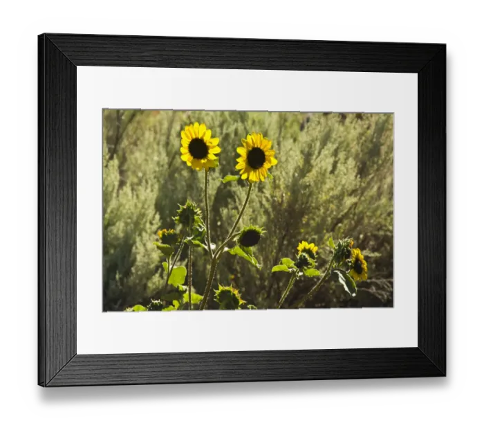 Framed Print : sunflowers, Painted Hills, Mitchell, Oregon; USA