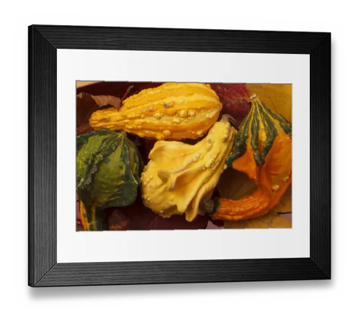 Framed Print : USA, Oregon, Keizer, gourds Framed Print : USA, Oregon, Keizer, gourds